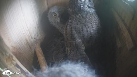 Eastern Screech Owl Nest Box Live Webcam - Apr 15, 2026, 3:39pm CDT