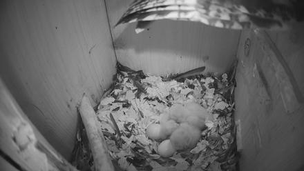 Eastern Screech Owl Nest Box Live Webcam - Mar 22, 2026, 7:01am CDT