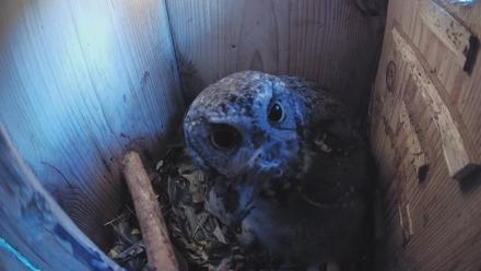 Eastern Screech Owl Nest Box Live Webcam - Apr 6, 2026, 7:25am CDT
