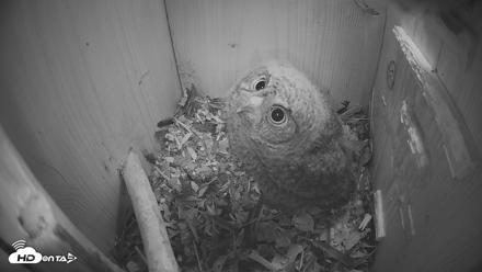 Eastern Screech Owl Nest Box Live Webcam - Apr 15, 2026, 8:26pm CDT