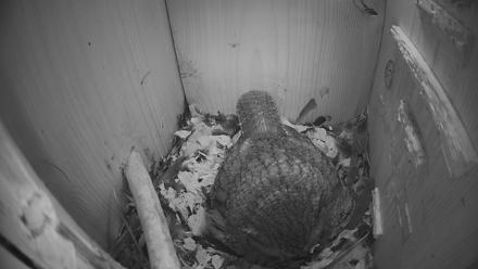 Eastern Screech Owl Nest Box Live Webcam - Mar 17, 2026, 11:07pm CDT