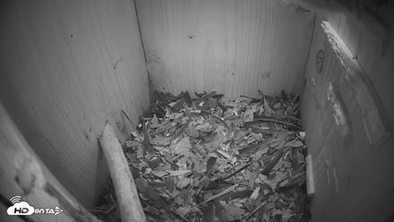 Eastern Screech Owl Nest Box Live Webcam - Apr 18, 2026, 1:13am CDT