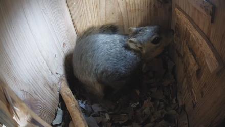 Eastern Screech Owl Nest Box Live Webcam - Jan 10, 2026, 3:05pm CST