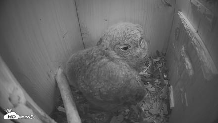 Eastern Screech Owl Nest Box Live Webcam - Apr 18, 2026, 9:54pm CDT