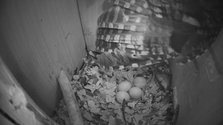 Eastern Screech Owl Nest Box Live Webcam - Feb 22, 2026, 6:56am CST
