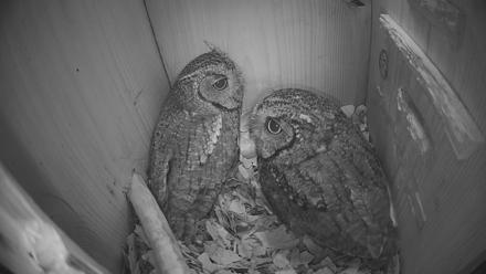 Eastern Screech Owl Nest Box Live Webcam - Feb 7, 2026, 8:17am CST