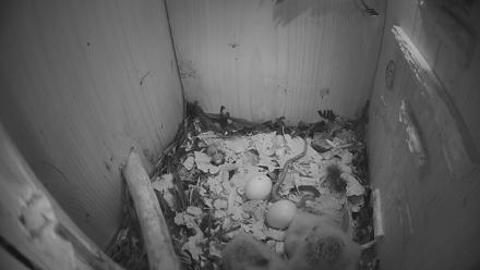 Eastern Screech Owl Nest Box Live Webcam - Mar 27, 2026, 4:59am CDT