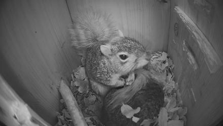 Eastern Screech Owl Nest Box Live Webcam - Jan 25, 2026, 3:24am CST