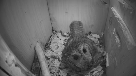 Eastern Screech Owl Nest Box Live Webcam - Mar 7, 2026, 6:28am CST
