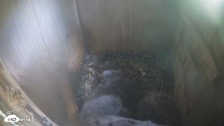 Eastern Screech Owl Nest Box Live Webcam - Apr 10, 2026, 11:57am CDT