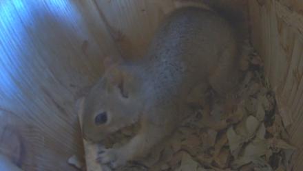 Eastern Screech Owl Nest Box Live Webcam - Nov 27, 2025, 1:26pm CST