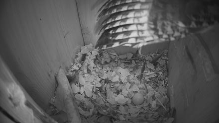 Eastern Screech Owl Nest Box Live Webcam - Feb 15, 2026, 1:46am CST