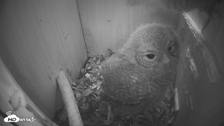 Eastern Screech Owl Nest Box Live Webcam - Apr 19, 2026, 8:52pm CDT