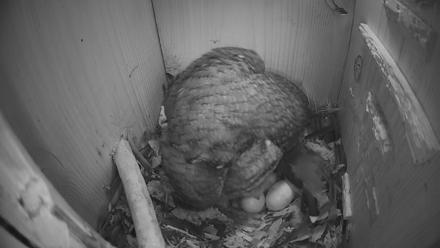 Eastern Screech Owl Nest Box Live Webcam - Mar 19, 2026, 6:46am CDT