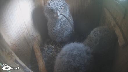 Eastern Screech Owl Nest Box Live Webcam - Apr 17, 2026, 1:31pm CDT
