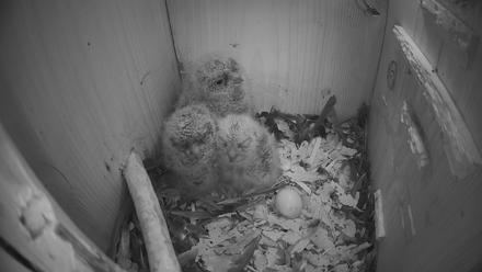 Eastern Screech Owl Nest Box Live Webcam - Apr 2, 2026, 7:30am CDT