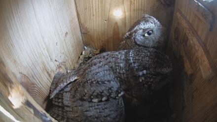 Eastern Screech Owl Nest Box Live Webcam - Feb 13, 2026, 3:23pm CST