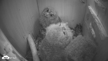 Eastern Screech Owl Nest Box Live Webcam - Apr 14, 2026, 10:29pm CDT
