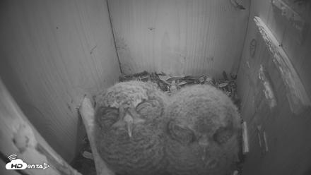Eastern Screech Owl Nest Box Live Webcam - Apr 18, 2026, 9:54pm CDT