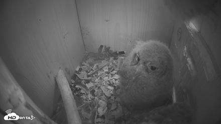 Eastern Screech Owl Nest Box Live Webcam - Apr 14, 2026, 5:39am CDT