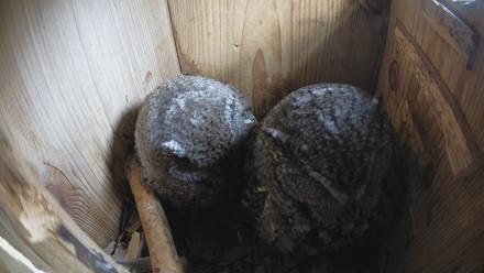 Eastern Screech Owl Nest Box Live Webcam - Feb 20, 2026, 8:49am CST