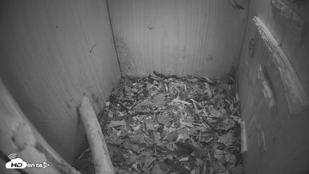 Eastern Screech Owl Nest Box Live Webcam - Apr 23, 2026, 6:51am CDT