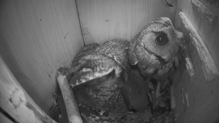 Eastern Screech Owl Nest Box Live Webcam - Mar 19, 2026, 4:21am CDT