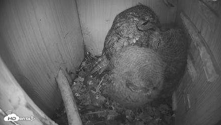 Eastern Screech Owl Nest Box Live Webcam - Apr 18, 2026, 1:18pm CDT