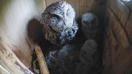 Eastern Screech Owl Nest Box Live Webcam - Apr 3, 2026, 10:35am CDT