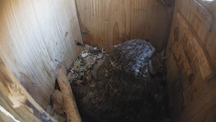 Eastern Screech Owl Nest Box Live Webcam - Feb 15, 2026, 4:43pm CST