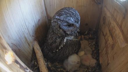 Eastern Screech Owl Nest Box Live Webcam - Mar 24, 2026, 5:16pm CDT