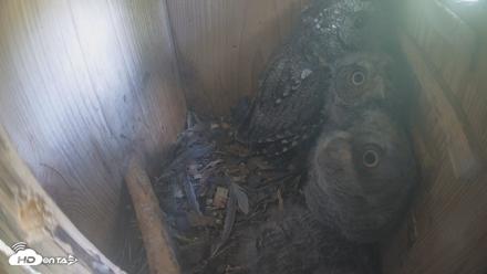 Eastern Screech Owl Nest Box Live Webcam - Apr 13, 2026, 4:08pm CDT