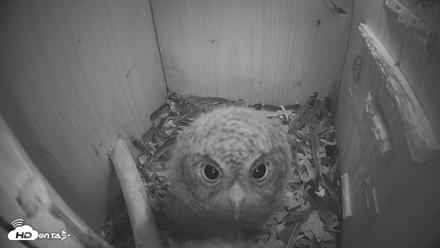 Eastern Screech Owl Nest Box Live Webcam - Apr 16, 2026, 5:41am CDT
