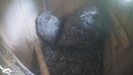 Eastern Screech Owl Nest Box Live Webcam - Apr 20, 2026, 1:47pm CDT