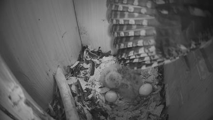 Eastern Screech Owl Nest Box Live Webcam - Mar 26, 2026, 7:31am CDT