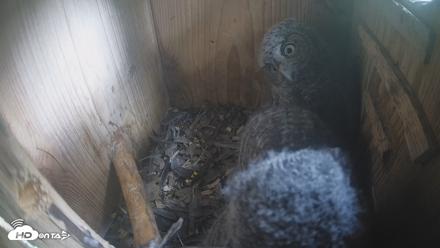 Eastern Screech Owl Nest Box Live Webcam - Apr 17, 2026, 4:23pm CDT