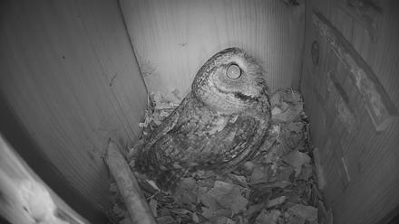 Eastern Screech Owl Nest Box Live Webcam - Feb 4, 2026, 4:57am CST