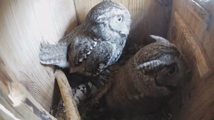 Eastern Screech Owl Nest Box Live Webcam - Feb 10, 2026, 9:01am CST