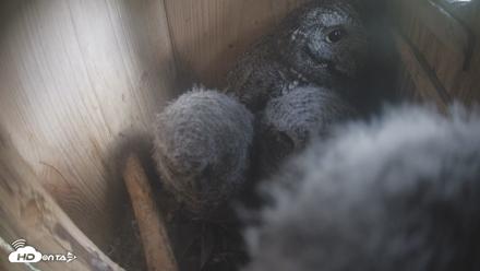Eastern Screech Owl Nest Box Live Webcam - Apr 14, 2026, 7:32pm CDT