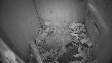 Eastern Screech Owl Nest Box Live Webcam - Jan 25, 2026, 3:19am CST