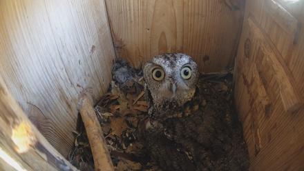Eastern Screech Owl Nest Box Live Webcam - Mar 19, 2026, 2:04pm CDT