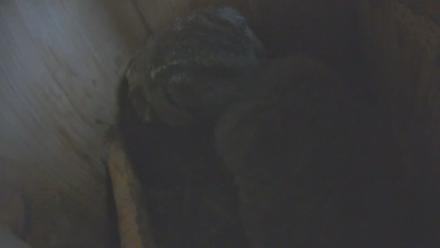 Snapshot Preview Image