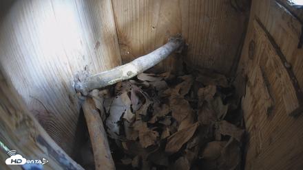 Eastern Screech Owl Nest Box Live Webcam - Jun 26, 2026, 9:27am CDT