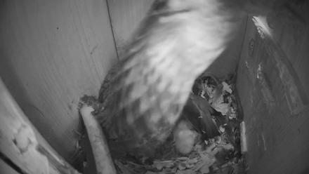 Eastern Screech Owl Nest Box Live Webcam - Mar 19, 2026, 2:38am CDT