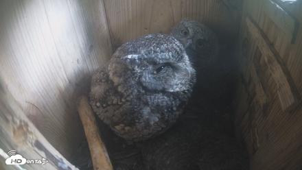 Eastern Screech Owl Nest Box Live Webcam - Apr 20, 2026, 5:41pm CDT