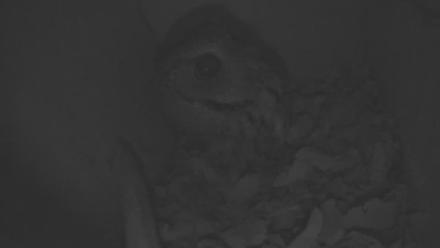 Eastern Screech Owl Nest Box Live Webcam - Nov 27, 2025, 1:39pm CST