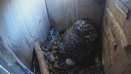 Eastern Screech Owl Nest Box Live Webcam - Mar 21, 2026, 8:21am CDT