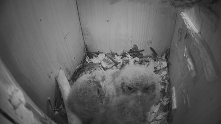 Eastern Screech Owl Nest Box Live Webcam - Apr 5, 2026, 10:02pm CDT