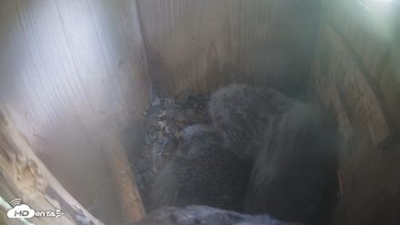 Eastern Screech Owl Nest Box Live Webcam - Apr 10, 2026, 11:56am CDT