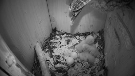 Eastern Screech Owl Nest Box Live Webcam - Mar 22, 2026, 7:53pm CDT